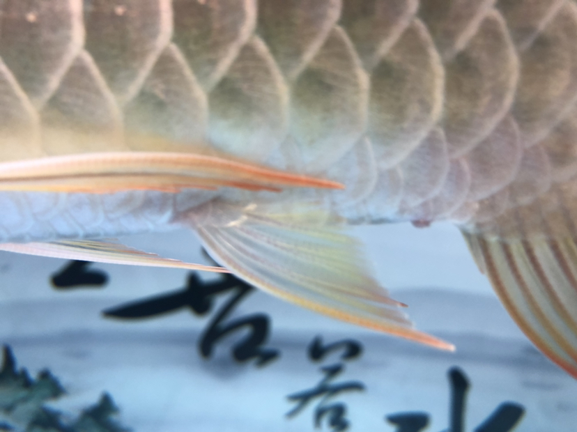 駐馬店水族館:龍魚脫肛 魚糧魚藥