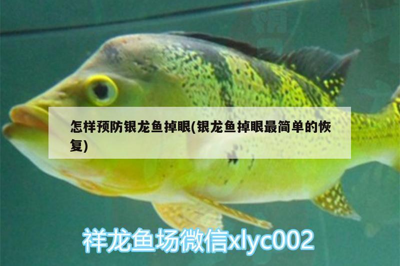 怎樣預(yù)防銀龍魚掉眼(銀龍魚掉眼最簡單的恢復(fù)) 銀龍魚