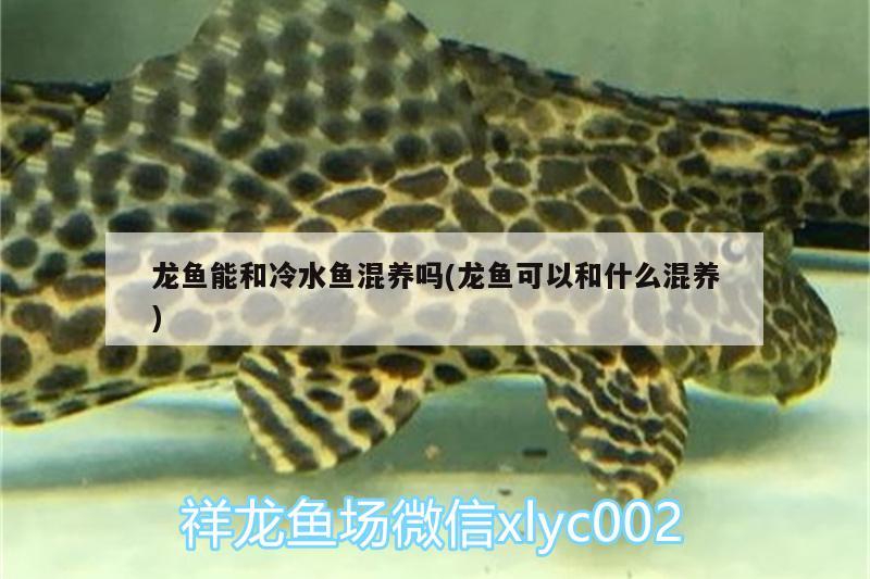 龍魚能和冷水魚混養(yǎng)嗎(龍魚可以和什么混養(yǎng))