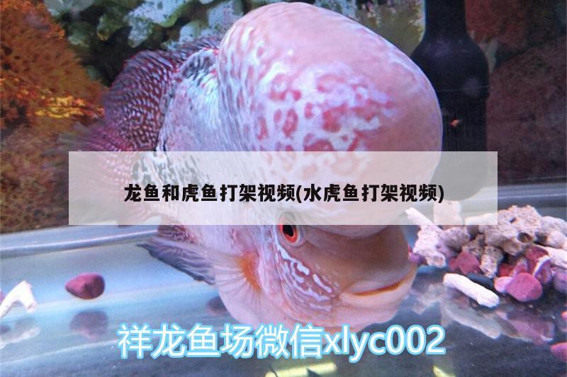 龍魚和虎魚打架視頻(水虎魚打架視頻)