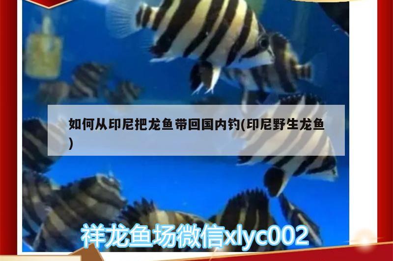 小型魚(yú)缸造景效果圖（小型魚(yú)缸造景圖片） 觀(guān)賞魚(yú)魚(yú)苗 第2張