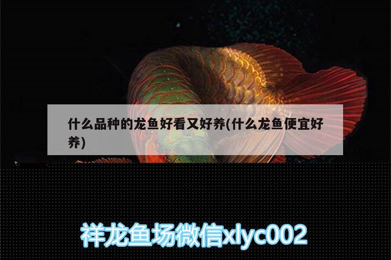 什么品種的龍魚好看又好養(yǎng)(什么龍魚便宜好養(yǎng))