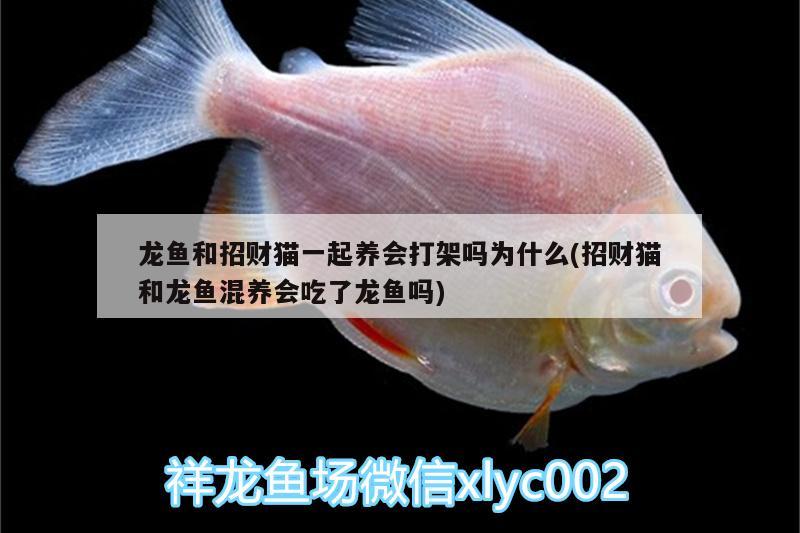 龍魚和招財(cái)貓一起養(yǎng)會(huì)打架嗎為什么(招財(cái)貓和龍魚混養(yǎng)會(huì)吃了龍魚嗎) 銀龍魚苗