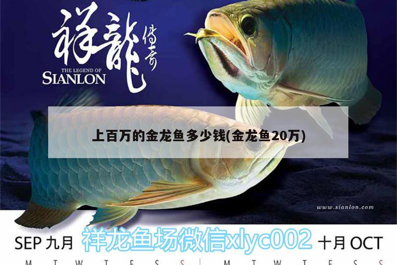 上百萬的金龍魚多少錢(金龍魚20萬)