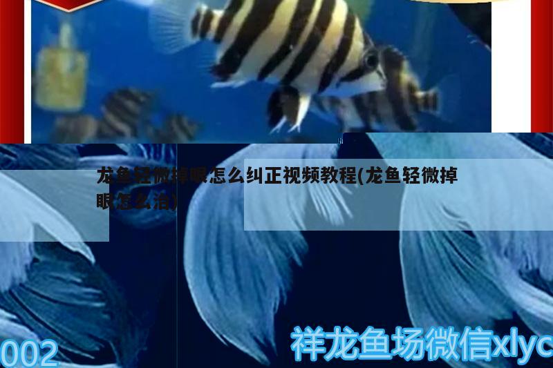 龍魚輕微掉眼怎么糾正視頻教程(龍魚輕微掉眼怎么治)