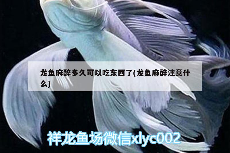 龍魚麻醉多久可以吃東西了(龍魚麻醉注意什么) 龍魚麻藥（祥龍Nika）