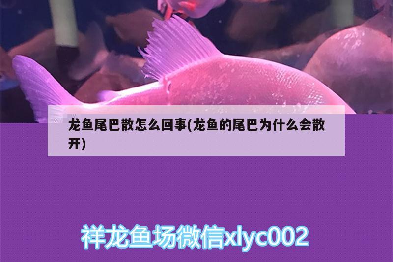 龍魚尾巴散怎么回事(龍魚的尾巴為什么會散開)