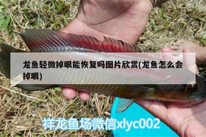 龍魚輕微掉眼能恢復(fù)嗎圖片欣賞(龍魚怎么會掉眼)