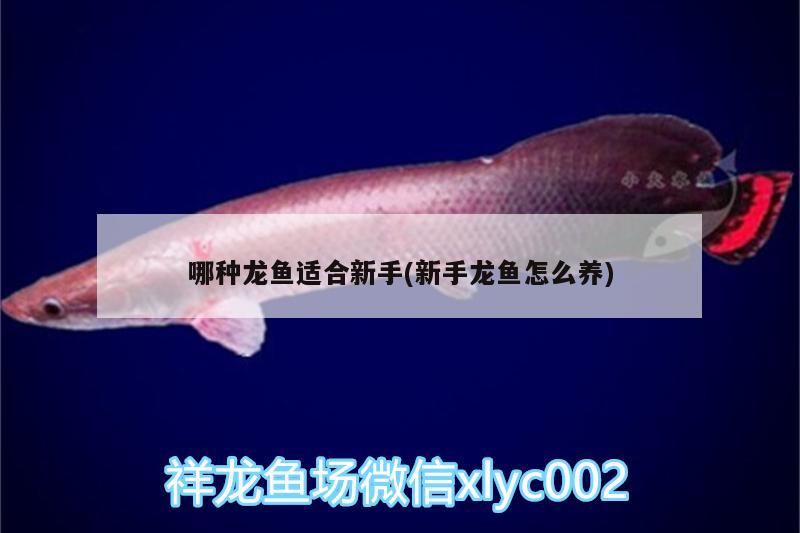 哪種龍魚適合新手(新手龍魚怎么養(yǎng))