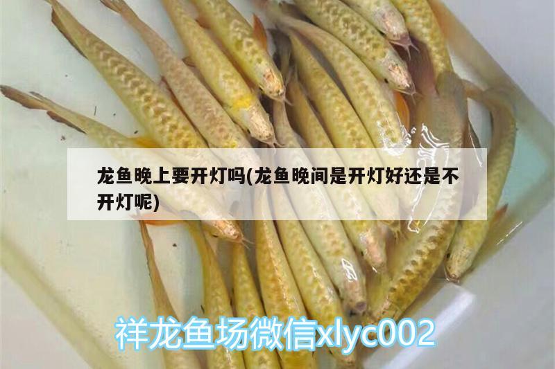 龍魚晚上要開燈嗎(龍魚晚間是開燈好還是不開燈呢) 除藻劑