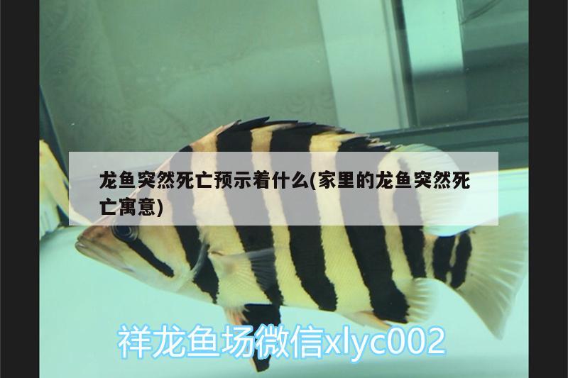 龍魚(yú)突然死亡預(yù)示著什么(家里的龍魚(yú)突然死亡寓意)