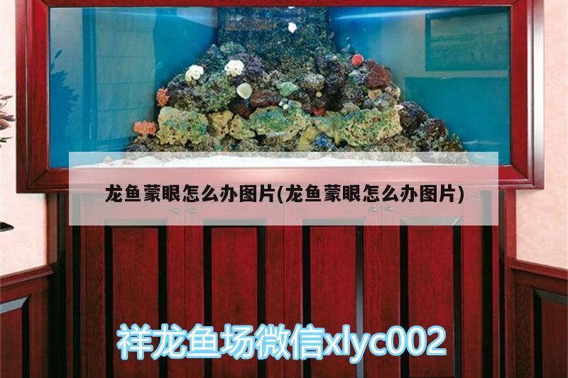 龍魚蒙眼怎么辦圖片(龍魚蒙眼怎么辦圖片)