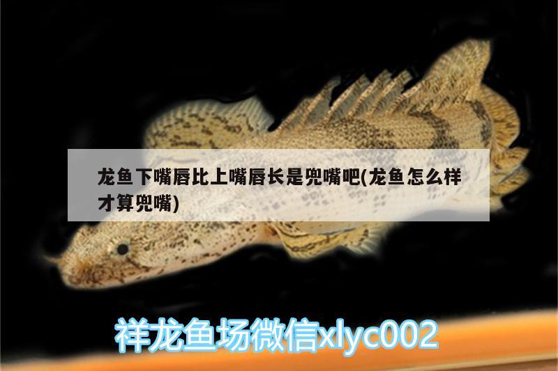 龍魚下嘴唇比上嘴唇長是兜嘴吧(龍魚怎么樣才算兜嘴) 巴西亞魚苗