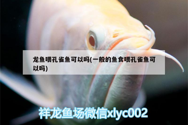 龍魚喂孔雀魚可以嗎(一般的魚食喂孔雀魚可以嗎)