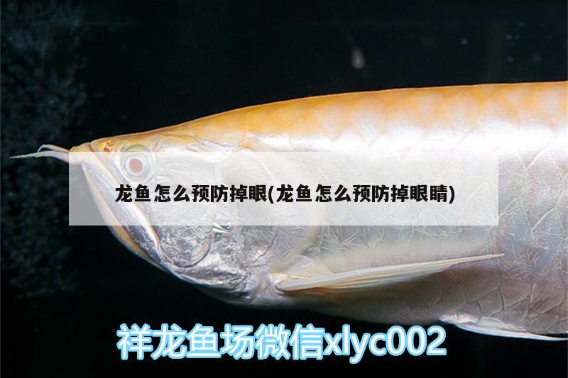 龍魚怎么預防掉眼(龍魚怎么預防掉眼睛) 雪龍魚 第2張