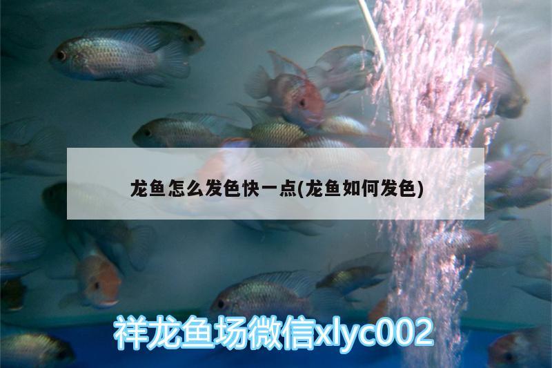 龍魚(yú)怎么發(fā)色快一點(diǎn)(龍魚(yú)如何發(fā)色)