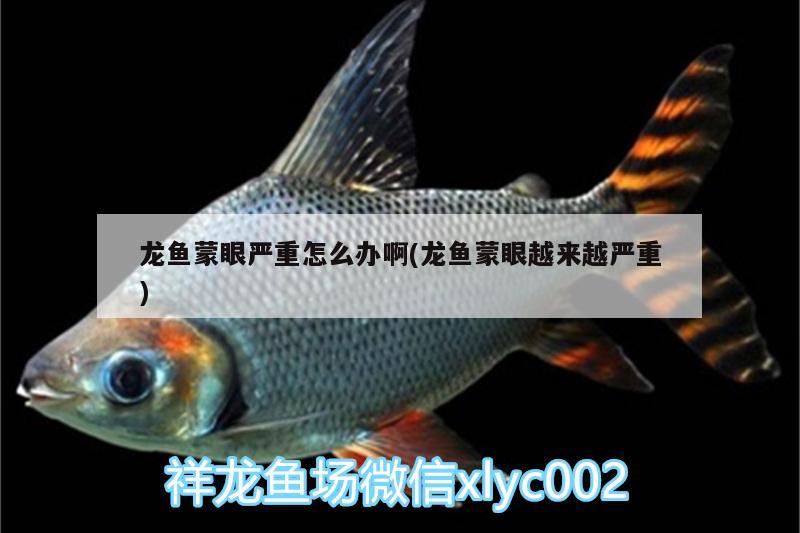 龍魚蒙眼嚴(yán)重怎么辦啊(龍魚蒙眼越來越嚴(yán)重) 非洲金鼓魚