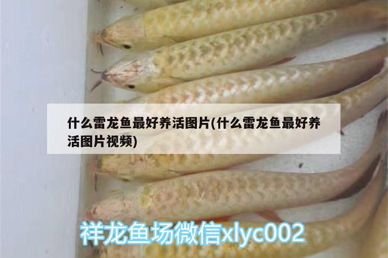 什么雷龍魚最好養(yǎng)活圖片(什么雷龍魚最好養(yǎng)活圖片視頻)