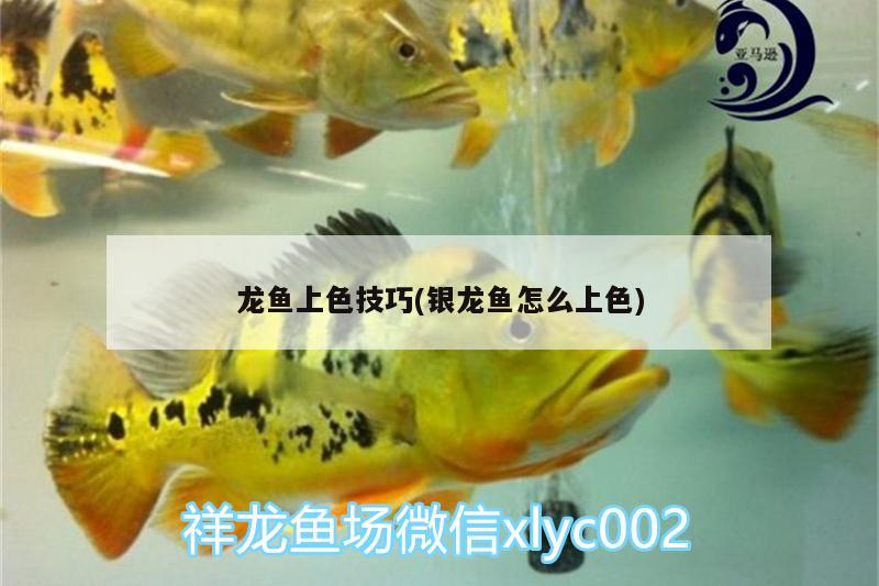 金龍魚哪里產(chǎn)的：金龍魚哪里產(chǎn)的最好 廣州水族批發(fā)市場 第1張