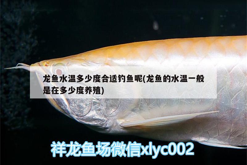 龍魚水溫多少度合適釣魚呢(龍魚的水溫一般是在多少度養(yǎng)殖) 垂釣樂(lè)園