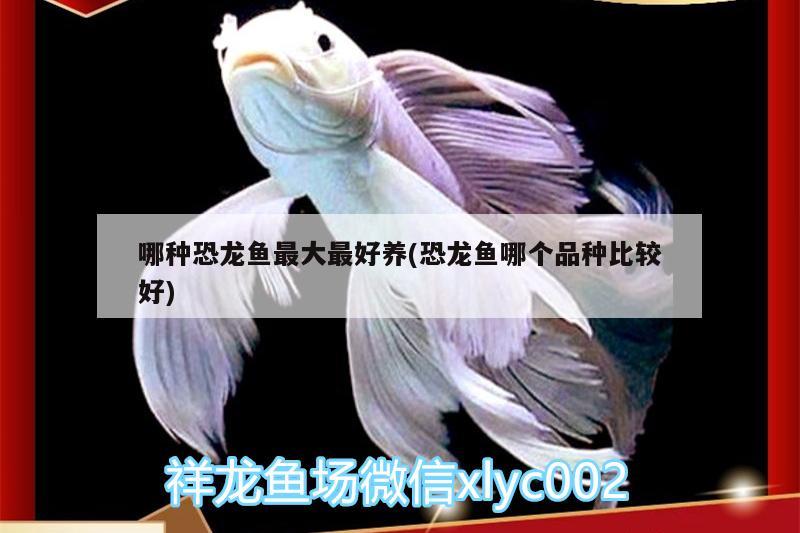 哪種恐龍魚最大最好養(yǎng)(恐龍魚哪個(gè)品種比較好)