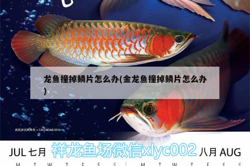 龍魚(yú)撞掉鱗片怎么辦(金龍魚(yú)撞掉鱗片怎么辦)