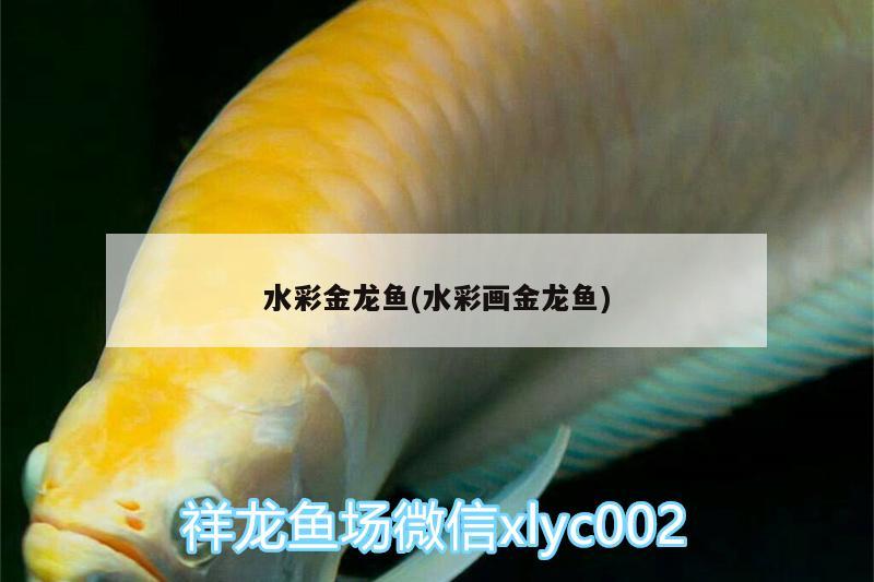 水彩金龍魚(水彩畫金龍魚) 玫瑰銀版魚