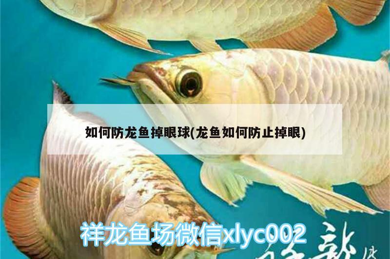 如何防龍魚掉眼球(龍魚如何防止掉眼) 三間鼠魚苗