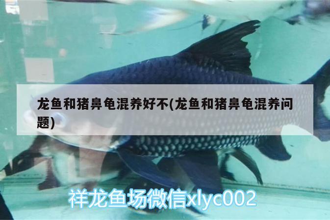 龍魚和豬鼻龜混養(yǎng)好不(龍魚和豬鼻龜混養(yǎng)問題) 豬鼻龜