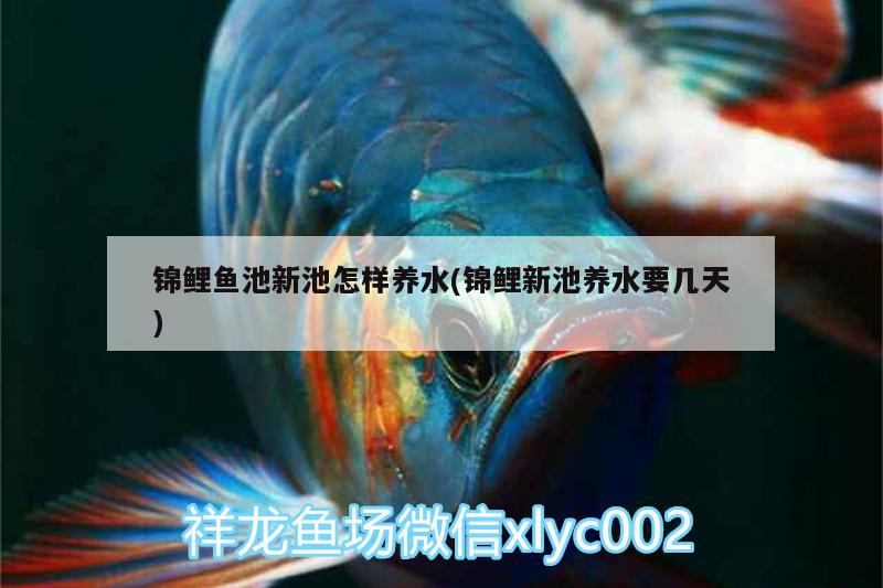 錦鯉魚池新池怎樣養(yǎng)水(錦鯉新池養(yǎng)水要幾天)