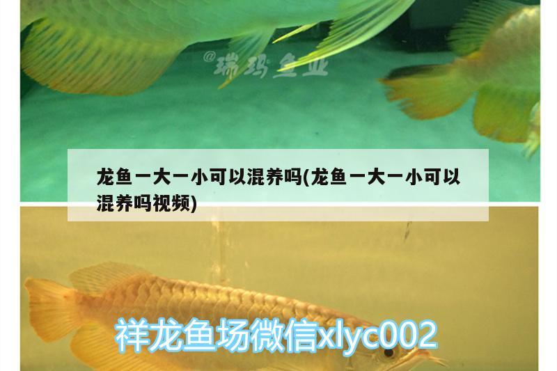 龍魚一大一小可以混養(yǎng)嗎(龍魚一大一小可以混養(yǎng)嗎視頻)