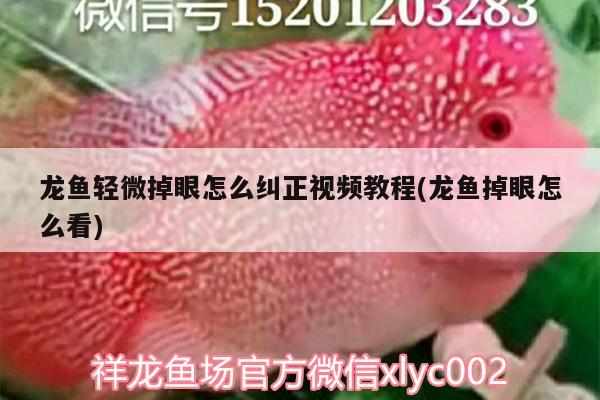 龍魚輕微掉眼怎么糾正視頻教程(龍魚掉眼怎么看)