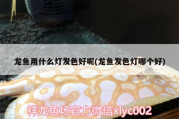 可以和孔雀魚混養(yǎng)的魚有哪些，什么鳥可以和孔雀養(yǎng)一起