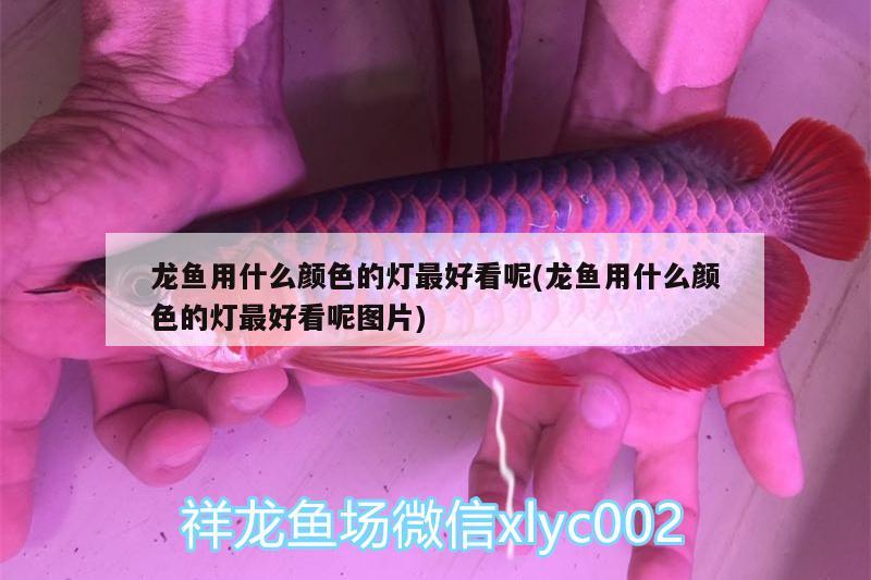 龍魚(yú)用什么顏色的燈最好看呢(龍魚(yú)用什么顏色的燈最好看呢圖片)