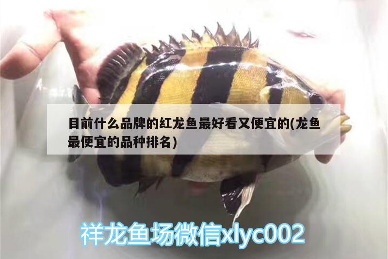 目前什么品牌的紅龍魚最好看又便宜的(龍魚最便宜的品種排名) 狗仔（招財(cái)貓)魚苗 第1張