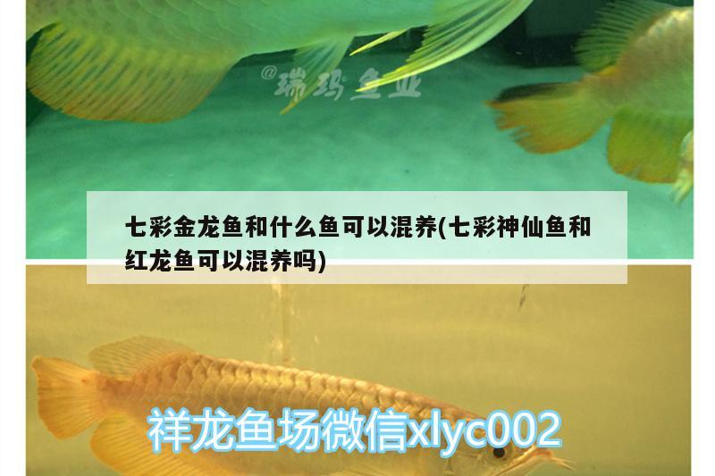 七彩金龍魚和什么魚可以混養(yǎng)(七彩神仙魚和紅龍魚可以混養(yǎng)嗎)