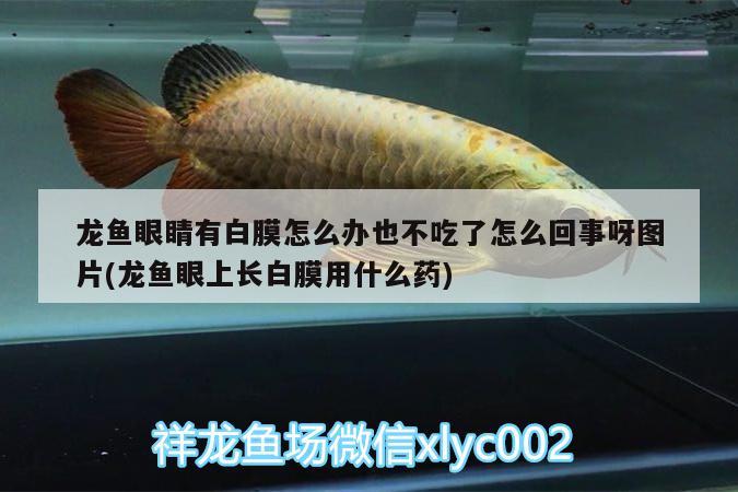 龍魚眼睛有白膜怎么辦也不吃了怎么回事呀圖片(龍魚眼上長白膜用什么藥) 龍鳳鯉魚