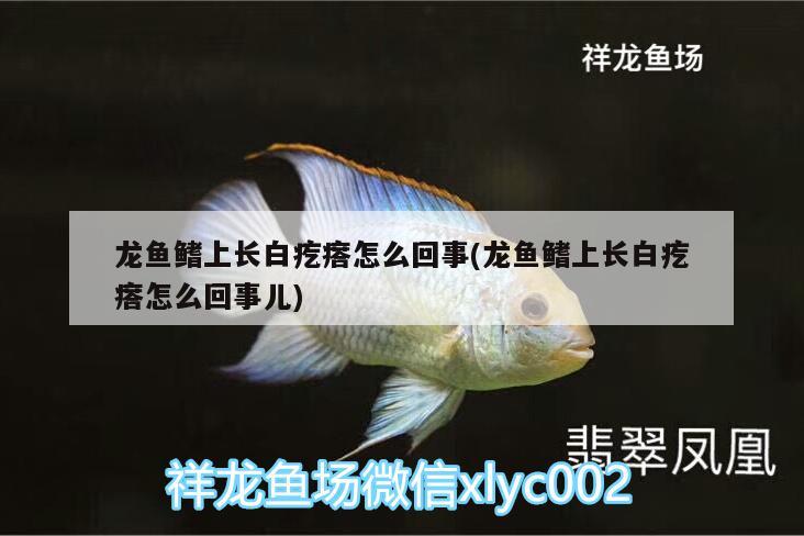 龍魚鰭上長白疙瘩怎么回事(龍魚鰭上長白疙瘩怎么回事兒) 斑馬鴨嘴魚苗