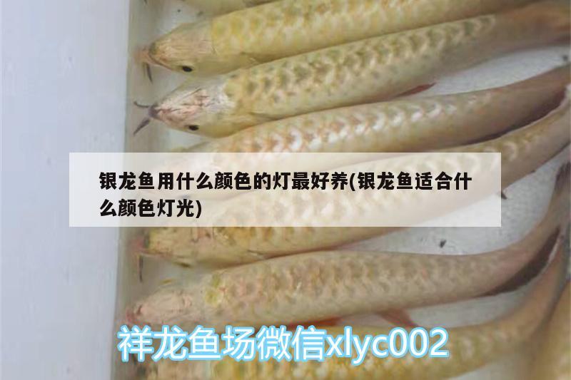 銀龍魚用什么顏色的燈最好養(yǎng)(銀龍魚適合什么顏色燈光)