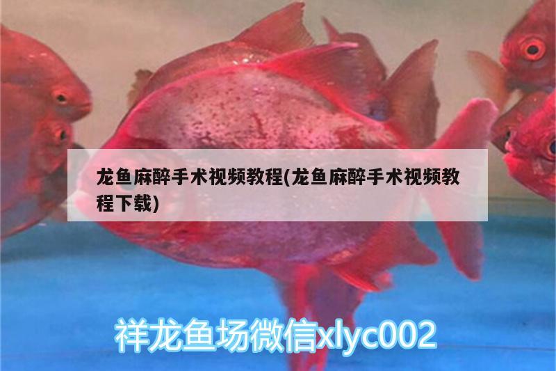 龍魚麻醉手術視頻教程(龍魚麻醉手術視頻教程下載) 龍魚麻藥（祥龍Nika）