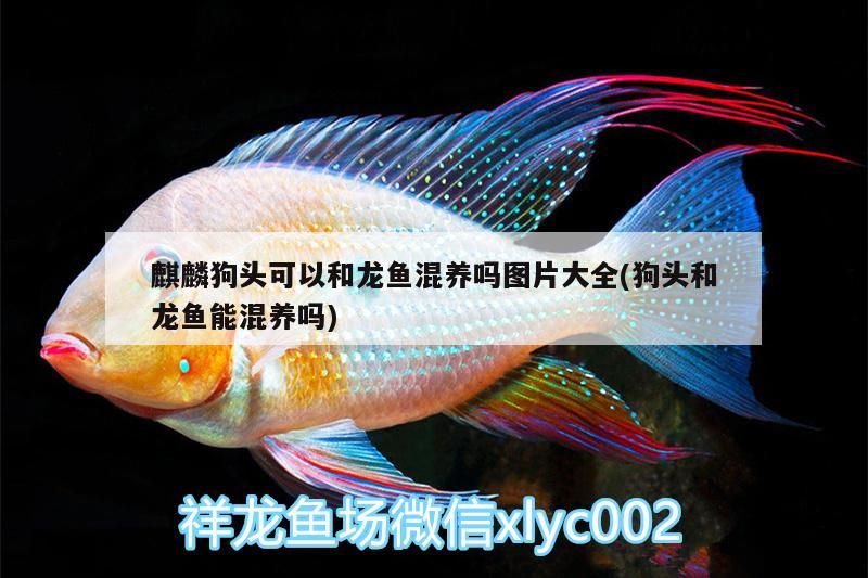 麒麟狗頭可以和龍魚混養(yǎng)嗎圖片大全(狗頭和龍魚能混養(yǎng)嗎) 觀賞魚批發(fā)