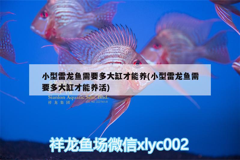 小型雷龍魚需要多大缸才能養(yǎng)(小型雷龍魚需要多大缸才能養(yǎng)活) 馬拉莫寶石魚苗