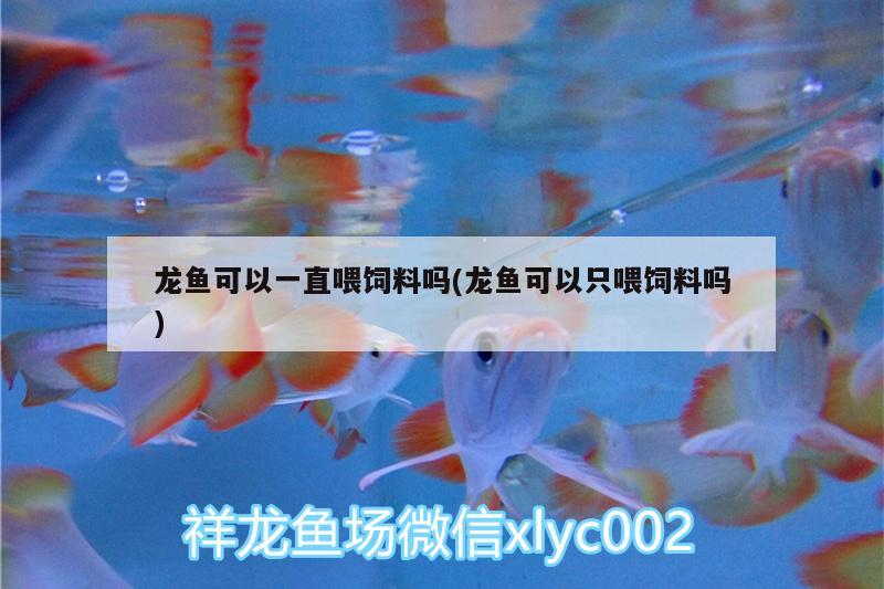 龍魚可以一直喂飼料嗎(龍魚可以只喂飼料嗎)