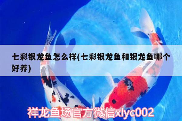 可以和孔雀魚混養(yǎng)的魚有哪些，什么鳥可以和孔雀養(yǎng)一起