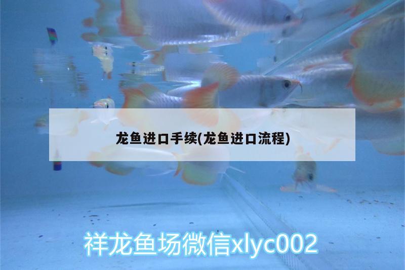 龍魚進口手續(xù)(龍魚進口流程) 粗線銀版魚