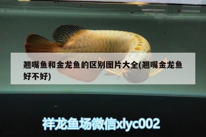 翹嘴魚和金龍魚的區(qū)別圖片大全(翹嘴金龍魚好不好)