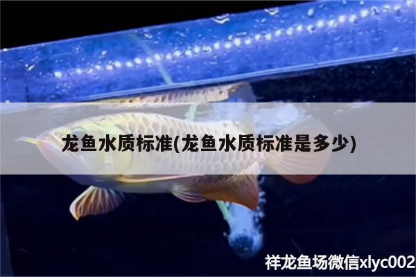 塔城水族批發(fā)市場在哪里呀多少錢 塔城水果批發(fā)市場在哪 圖騰金龍魚