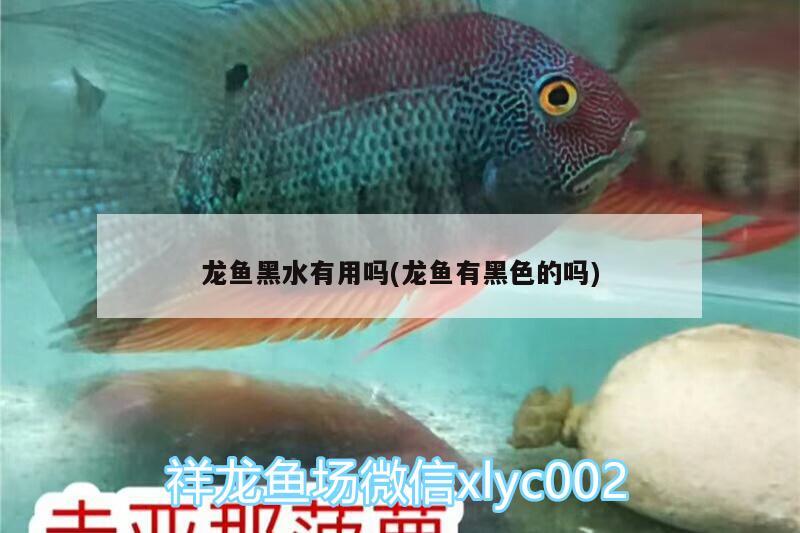 龍魚黑水有用嗎(龍魚有黑色的嗎)