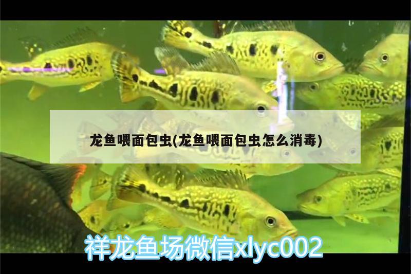 龍魚(yú)喂面包蟲(chóng)(龍魚(yú)喂面包蟲(chóng)怎么消毒) 黑帝王魟魚(yú)