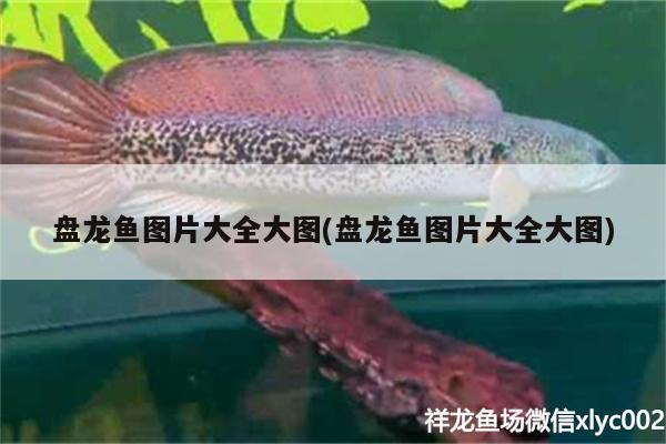 盤龍魚圖片大全大圖(盤龍魚圖片大全大圖)